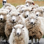 Closing Sales is a Lot Like Herding Sheep